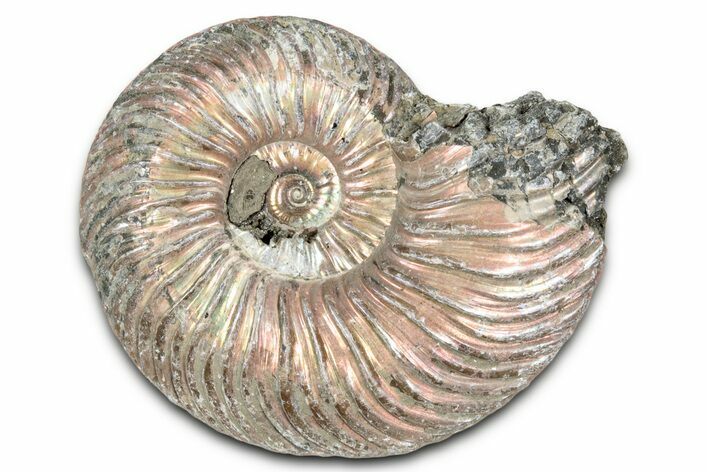 Iridescent, Pyritized Ammonite (Quenstedticeras) Fossil - Russia #337339